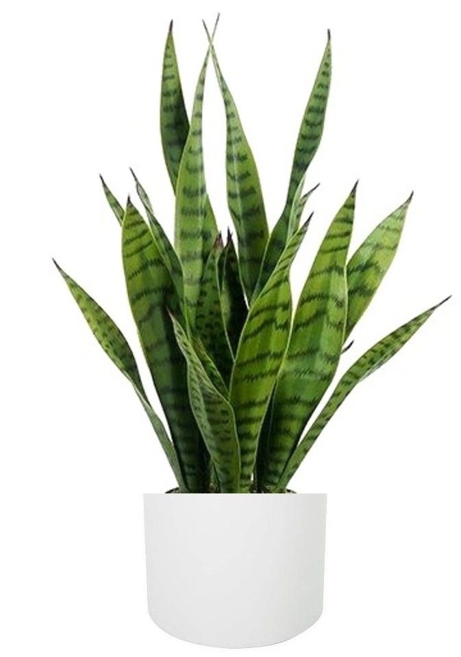 Snake Plant (Sansevieria) in White Ceramic Pot