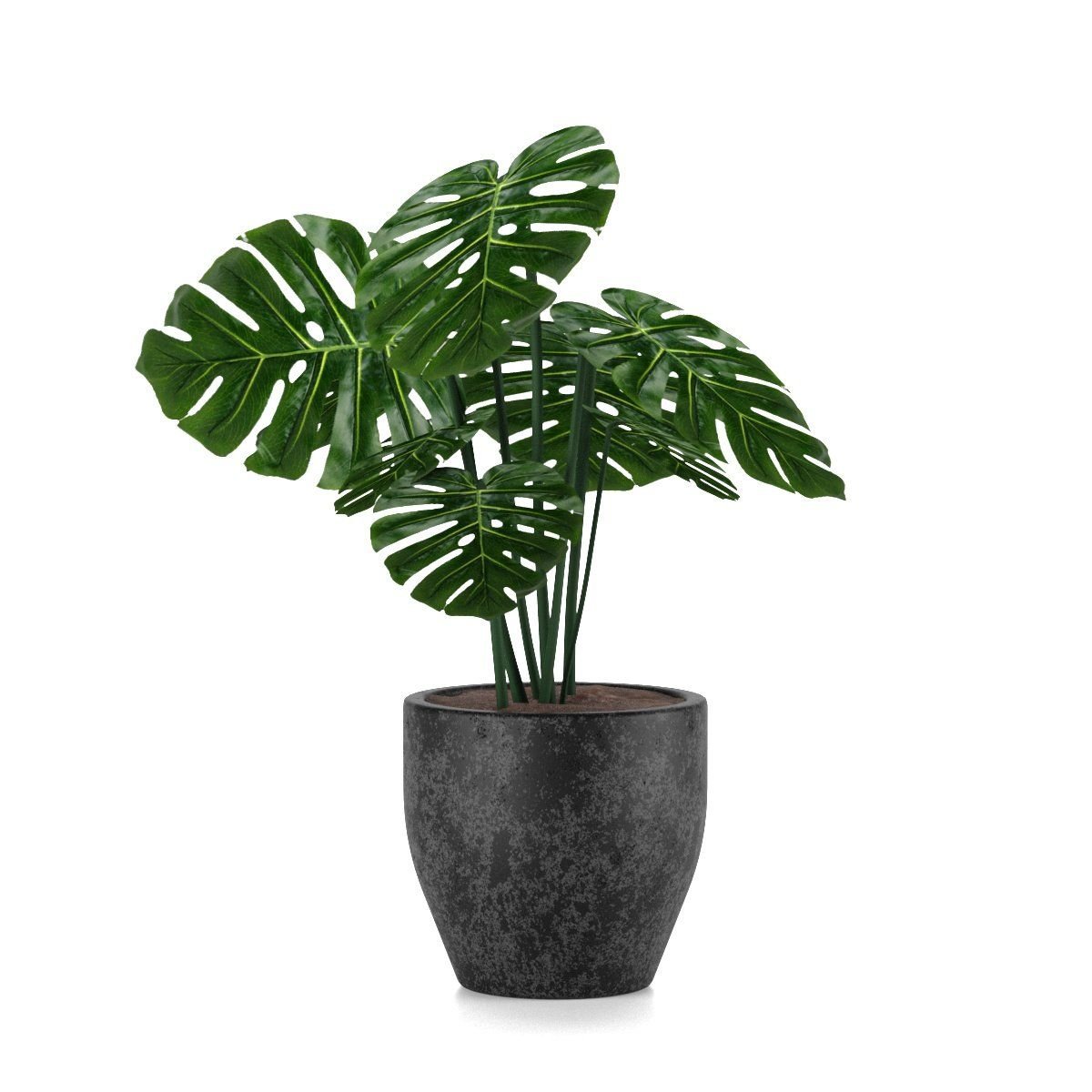 Monstera Deliciosa (Swiss Cheese Plant) in Black Pot