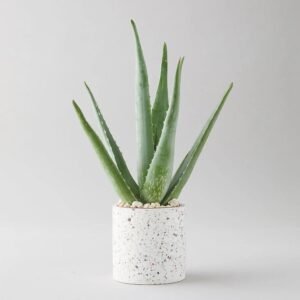 Aloe Vera Plant in Terrazzo Pot