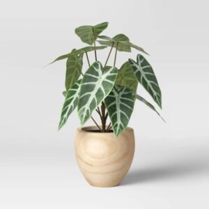 Alocasia Polly (African Mask Plant) in Wooden Pot