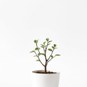 Mini Jade Bonsai in White Pot