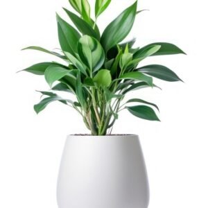 Dracaena Fragrans (Corn Plant) in White Designer Pot