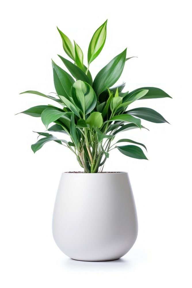 Dracaena Fragrans (Corn Plant) in White Designer Pot